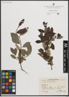 Foto von Salix phylicifolia L.